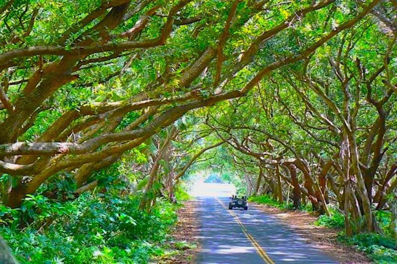 Puna Pod Pahoa Экстерьер фото